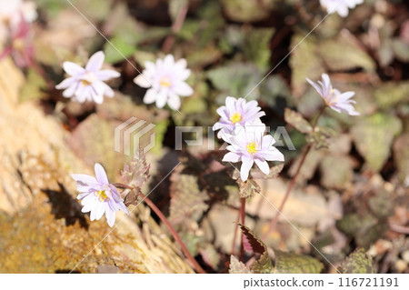 優雅的雪割一枝花 優雅的雪割一枝花 116721191