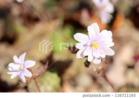 Elegant Yukiwariichige flower Elegant Yukiwariichige flower 116721193