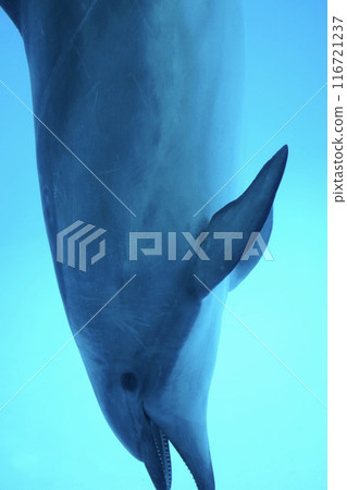 海豚快樂地游泳（水族館） 116721237