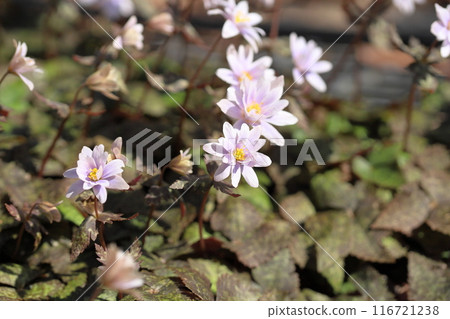 優雅的雪割一枝花 優雅的雪割一枝花 116721238