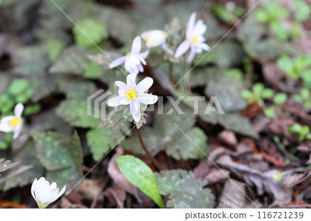 優雅的雪割一枝花 優雅的雪割一枝花 116721239