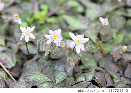 優雅的雪割一枝花 優雅的雪割一枝花 116721240