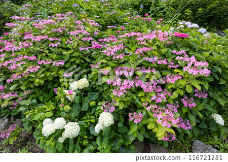 Beautiful hydrangea dance party flowers blooming in the garden Beautiful hydrangea dance party flowers blooming in the garden 116721281