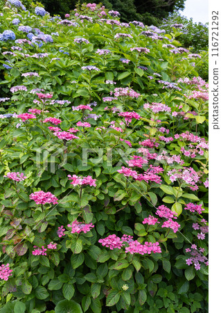 Pink hydrangea flowers blooming in a garden in early summer Pink hydrangea flowers blooming in a garden in early summer 116721292