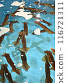 Japanese flying squid pond 116721311