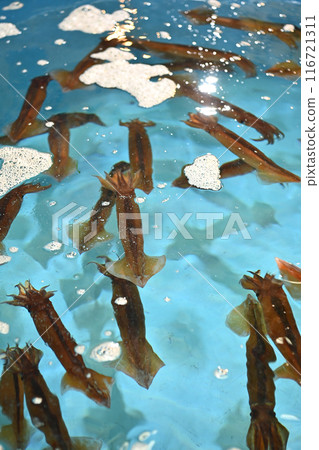 日本普通魷魚籠 116721311