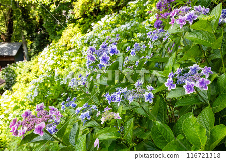 Purple hydrangea flowers blooming in a garden in early summer 116721318