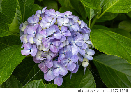 Light purple hydrangea flowers in the garden blooming in early summer Light purple hydrangea flowers in the garden blooming in early summer 116721396