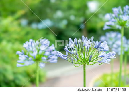 Agapanthus flowers bloom like fireworks in summer 116721466