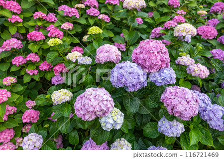Pink and lilac hydrangea flowers in Shimoda Park 116721469