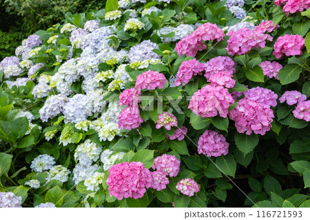初夏的下田公園粉紅繡球花盛開 116721593