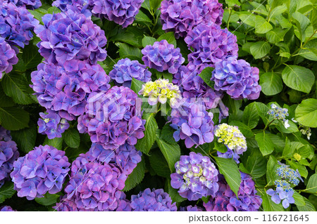 下田公園的紫色繡球花 116721645