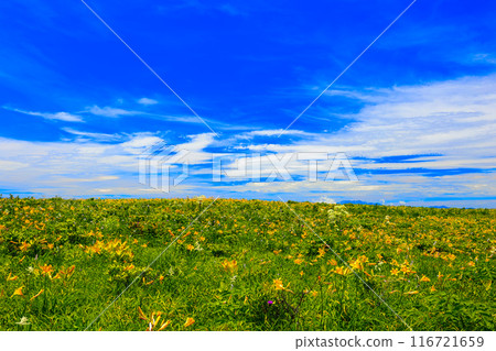 Blue sky and flower garden Blue sky and flower garden 116721659