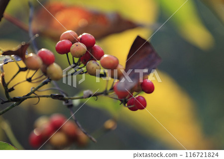 Autumn forest scenery: Red berries of Salvia serrata in a forest of autumn leaves Autumn forest scenery: Red berries of Salvia serrata in a forest of autumn leaves 116721824