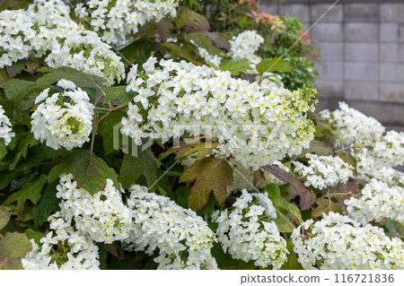 繡球寺花園裡美麗的柏葉繡球花 繡球寺花園裡美麗的柏葉繡球花 116721836