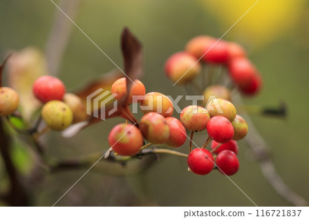 秋季森林風光：Sartoiribara 果實變色 116721837