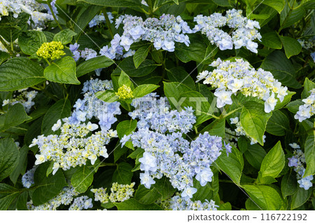 初夏花園裡盛開的藍色繡球花 116722192