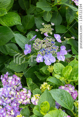 初夏花園裡盛開的紫色繡球花 初夏花園裡盛開的紫色繡球花 116722194