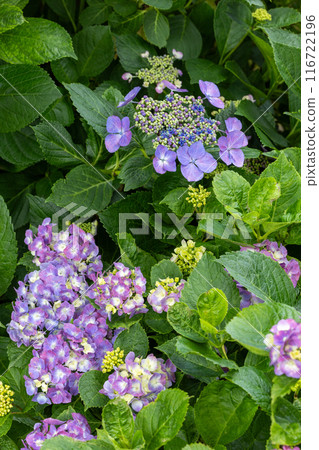 初夏花園裡盛開的紫色繡球花 116722196