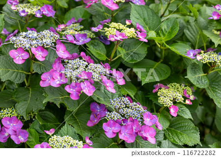 繡球寺美麗的粉紅色繡球花 116722282