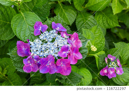 Beautiful purple hydrangea flowers blooming in early summer in Shimoda Park 116722297