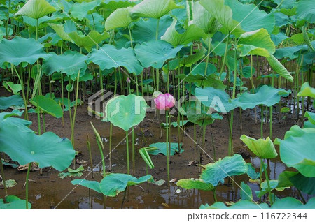 Lotus field Lotus field 116722344