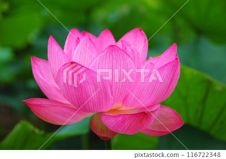 Lotus flower 3rd day 116722348