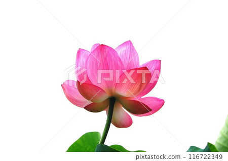 Pink lotus Pink lotus 116722349