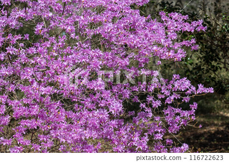 Beautiful Tosa Mitsuba Azalea flowers 116722623