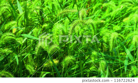 A landscape where green foxtail grass grows abundantly A landscape where green foxtail grass grows abundantly 116722624