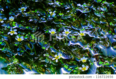 夏季水下花卉 116722656