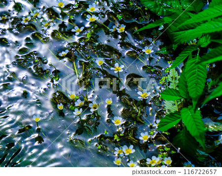 清澈的溪流中綻放1 116722657