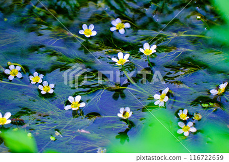 開花在清楚的小河的花 116722659