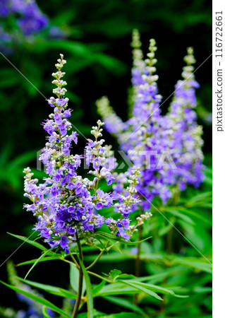 開著亮紫色花朵的草本植物（垂直） 116722661