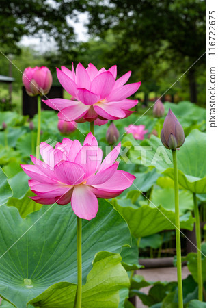 Beautiful ancient lotus flowers and buds blooming in the pond Beautiful ancient lotus flowers and buds blooming in the pond 116722675