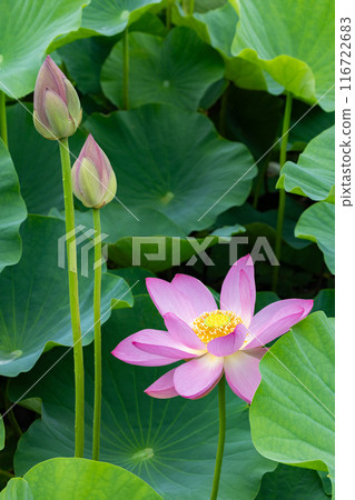 Beautiful ancient lotus flowers and buds blooming in the pond 116722683