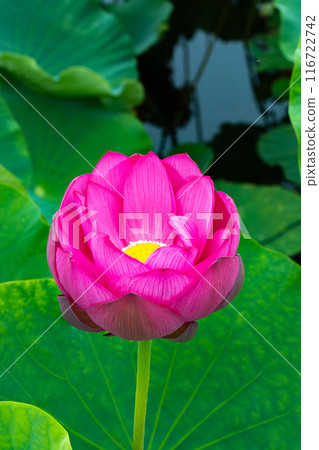 Beautiful ancient lotus flower buds blooming in a pond 116722742