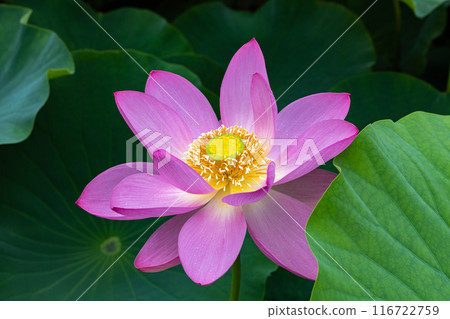 Close-up of a beautiful ancient lotus flower blooming in a pond in the early morning Close-up of a beautiful ancient lotus flower blooming in a pond in the early morning 116722759
