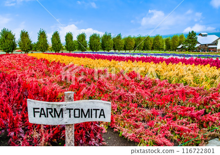 Farm Tomita in Autumn, Furano, Hokkaido: Colorful Fields Farm Tomita in Autumn, Furano, Hokkaido: Colorful Fields 116722801
