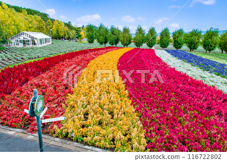 Farm Tomita in Autumn, Furano, Hokkaido: Colorful Fields 116722802