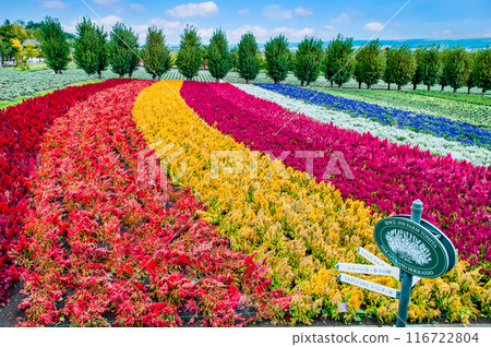 Farm Tomita in Autumn, Furano, Hokkaido: Colorful Fields 116722804