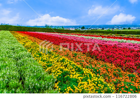Farm Tomita in Autumn, Furano, Hokkaido: Colorful Fields Farm Tomita in Autumn, Furano, Hokkaido: Colorful Fields 116722806