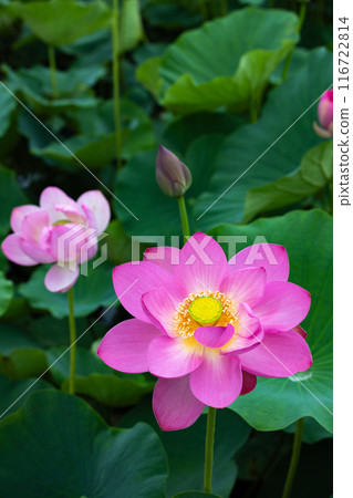 Beautiful ancient lotus flower blooming in the early morning pond 116722814