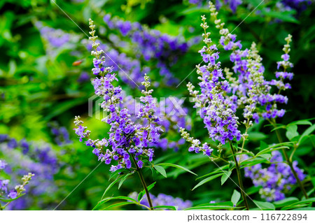 Western ginseng tree starting to bloom Western ginseng tree starting to bloom 116722894