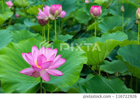 池塘裡盛開的美麗蓮花的景色 116722926