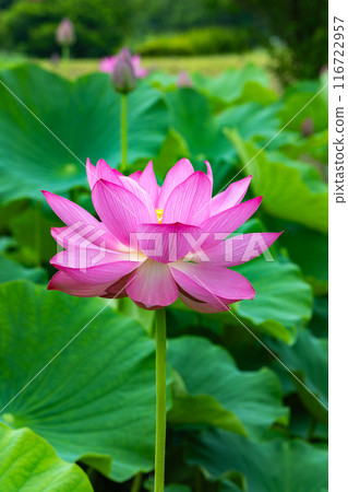 清晨,池塘裡盛開的美麗蓮花的側景 清晨,池塘裡盛開的美麗蓮花的側景 116722957