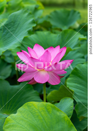 清晨，池塘裡盛開的美麗蓮花的側景 116722965