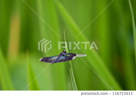 蜻蜓停在香蒲葉尖上 116723015