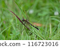 稻草蜻蜓棲息在草地上 116723016