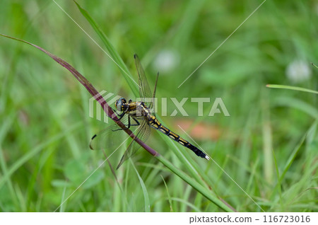 稻草蜻蜓棲息在草地上 116723016